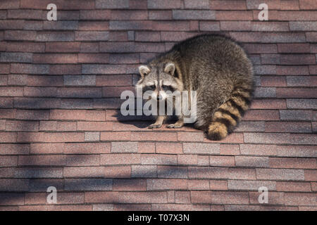 A raccoon walks around on someone's house in the Upper Beaches neighbourhood of Toronto, Canada, a city notorious for its urban raccoon population. Stock Photo