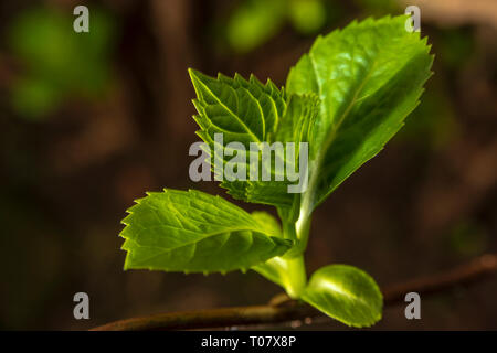Sprout on brach of hydrangea Stock Photo