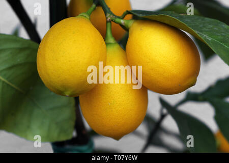 Yellow Lemons Growing on a Tree Stock Photo
