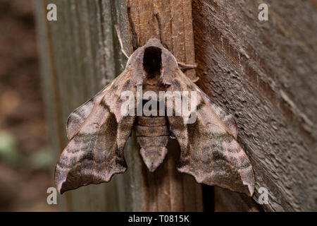 eyed hawk-moth, (Smerinthus ocellata) Stock Photo
