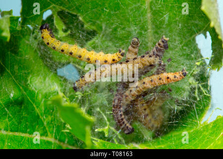 apple ermine moth, caterpillars, (Yponomeuta malinellus) Stock Photo