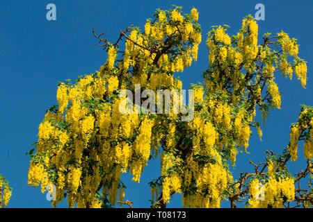 golden chain tree, (Laburnum anagyroides) Stock Photo