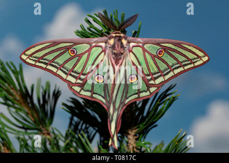 spanish moon moth, (Graellsia isabellae) Stock Photo