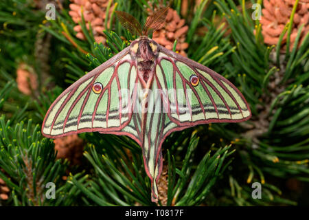 spanish moon moth, (Graellsia isabellae) Stock Photo