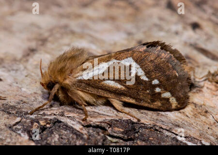 common swift moth, (Pharmacis lupulina) Stock Photo