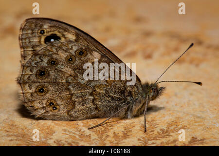 wall brown, (Lasiommata megera) Stock Photo