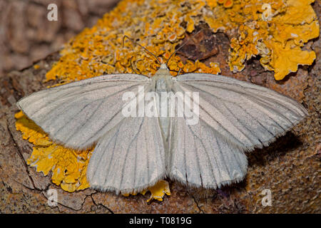 black-veined moth, (Siona lineata) Stock Photo