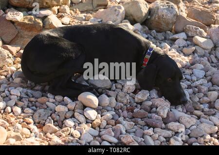 Beautiful black dog sleeping on a pebble beach Stock Photo