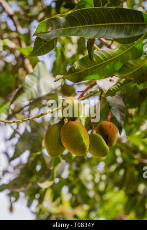 unripe little mango on a tree a healthy sweet and juicy Asian tropical fruit Stock Photo