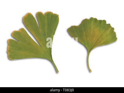 Two ginkgo leaves isolated on white Stock Photo
