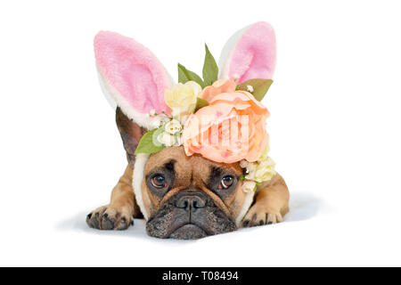 Cute fawn French Bulldog dog girl lying on floor with floral headpiece with big beautiful flowers luke peony roses and easter bunny ears on white back Stock Photo