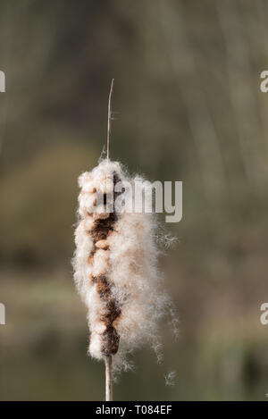 Seeds exploding from Bulrush Stock Photo