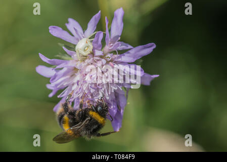 Spider and bee on Sabious flower Stock Photo