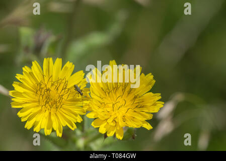 Thick legged beetle on yellow dandelion in grass Stock Photo