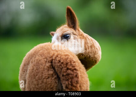 Portrait of Alpaca from the back,South American mammal Stock Photo