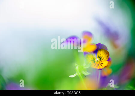 Violet (Viola sp.) flowers, Pansies, in the garden. Stock Photo