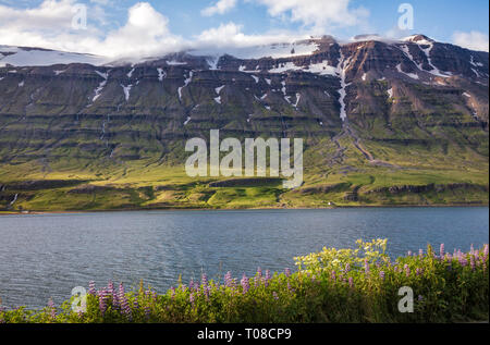 Scenic Seydisfjordur fjord in Eastern Iceland, Scandinavia, with wild Lupinus on a shore Stock Photo