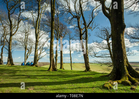 Early spring at Chanctonbury Ring in South Downs National Park, West Sussex, England. Stock Photo