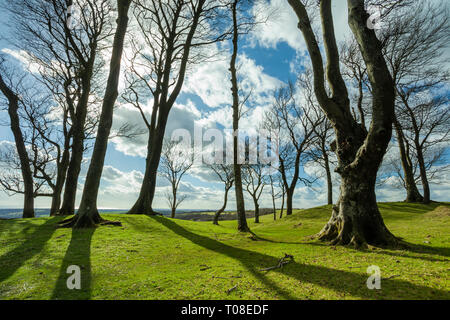 Early spring at Chanctonbury Ring, prehistoric hillfort in West Sussex, England. South Downs National Park. Stock Photo