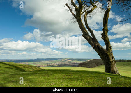 Early spring at Chanctonbury Ring in South Downs National Park, West Sussex, England. Stock Photo