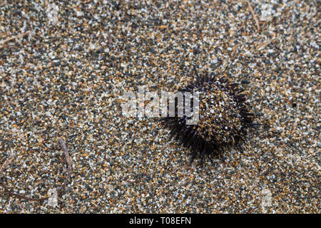 Dead sea urchin on the background of small pieces of stones and shells. Part of the set Beach discoveries. Crete, Greece. Stock Photo