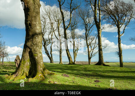 Early spring at Chanctonbury Ring, prehistoric hillfort in West Sussex, England. South Downs National Park. Stock Photo