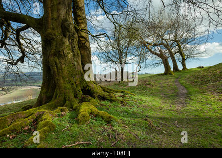 Old mossy trees at Chanctonbury Ring, prehistoric hillfort in West Sussex. South Downs National Park. Stock Photo