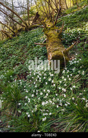 Wood anenomes in Hurt's Wood, Dovedale, Peak District National Park, Staffordshire Stock Photo