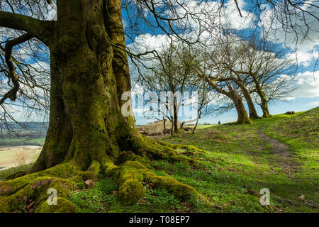 Early spring at Chanctonbury Ring in West Sussex, England. South Downs National Park. Stock Photo