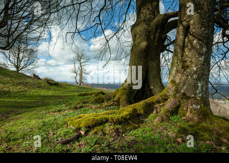 Early spring at Chanctonbury Ring, prehistoric hillfort in West Sussex, England. South Downs National Park. Stock Photo