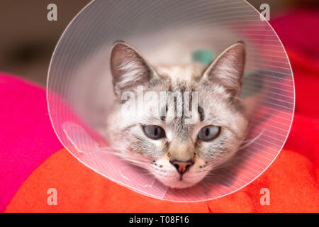 Pet care concept Sleepy cat wearing Elizabethan collar, E-collar or buster collar for protection the wound after surgical operation with copy space Stock Photo