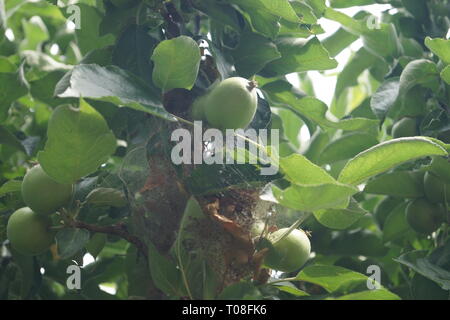 Apple pest moth caterpillars yponomenta malinellus Stock Photo