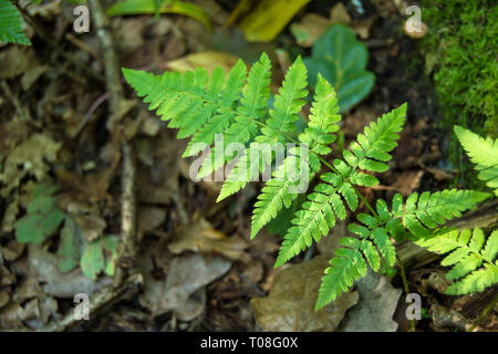 Green leaf of ferns and brown fallen leaves on the ground - closeup Stock Photo