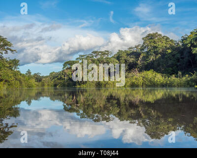 View of Coati Lagoon near the Javari River, the tributary of the Amazon River, Amazonia. Selva on the border of Brazil and Peru. South America. Stock Photo