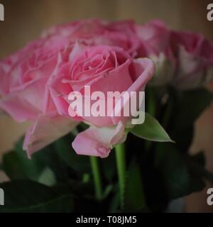 A bunch of pink roses in bloom Stock Photo