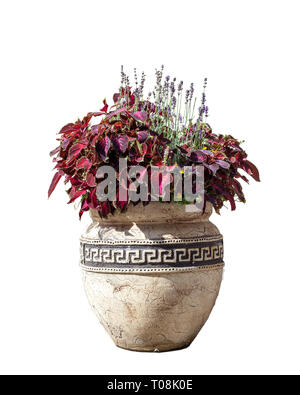 Large old ceramic vase with different flowers, vintage style. Big pot with red coleus plant shrub and purple lavender. Greek amphora with growing flor Stock Photo