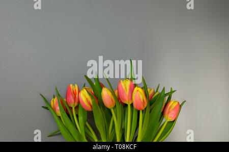 Greeting card with tulips against light grey wall background. Red and yellow tulips at the bottom of the frame. Copy space for text. Stock Photo