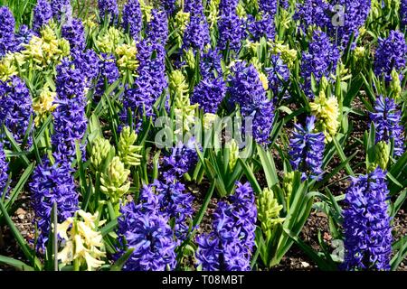 Hyacinthus orientalis blue jacket  Hyacinth blue jacket flowers Stock Photo
