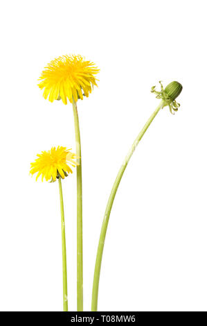 Dandelion (Taraxacum officinale) flowers isolated on white background. Stock Photo