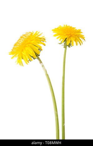 Dandelion (Taraxacum officinale) flowers isolated on white background. Stock Photo