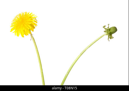 Dandelion (Taraxacum officinale) flowers isolated on white background. Stock Photo