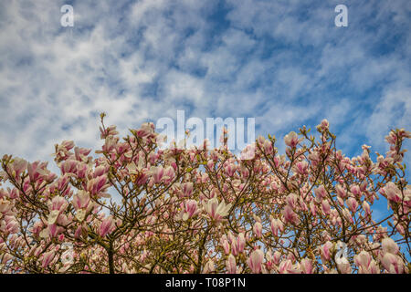 Magnolia tree in flower in the grounds of the Church of St Mary and St Blaise Stock Photo