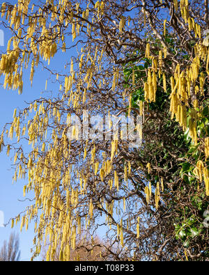 Signalling Spring, a beautiful display of sunlit catkins against a cloudless blue sky, City of York, UK Stock Photo