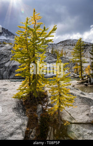 Larch trees changing their colors next to Leprechaun Lake, Enchantment ...