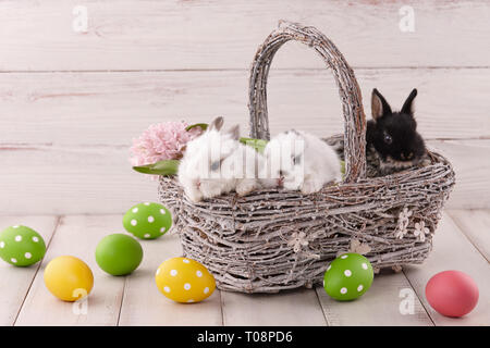 Easter basket with cute baby bunny rabbits and flowers on white planks. Easter holiday concept. Stock Photo