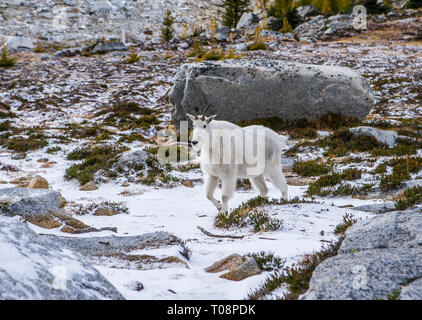 A mountain goat in the Upper Enchantment Lakes Wilderness Area, Washington Cascades, USA. Stock Photo