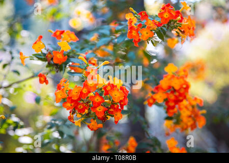 Red and orange flowers of Marmalade Bush or Fire Bush (Streptosolen Jamesonii) Stock Photo