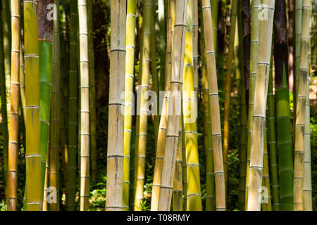 bamboo plants background in a forest Stock Photo