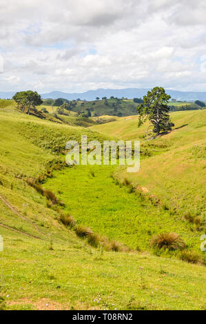 Waikato region of New Zealand. Rolling hills grass grasslands landscape near Matamata and Hobbiton. Farmland green fields. Space for copy
