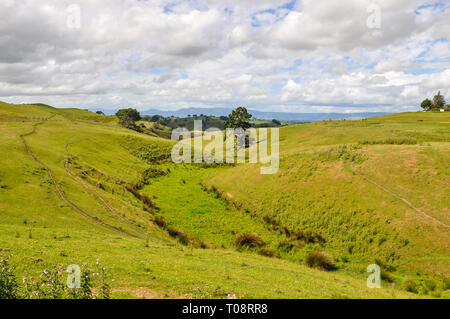 Waikato region of New Zealand. Rolling hills grass grasslands landscape near Matamata and Hobbiton. Farmland green fields. Space for copy